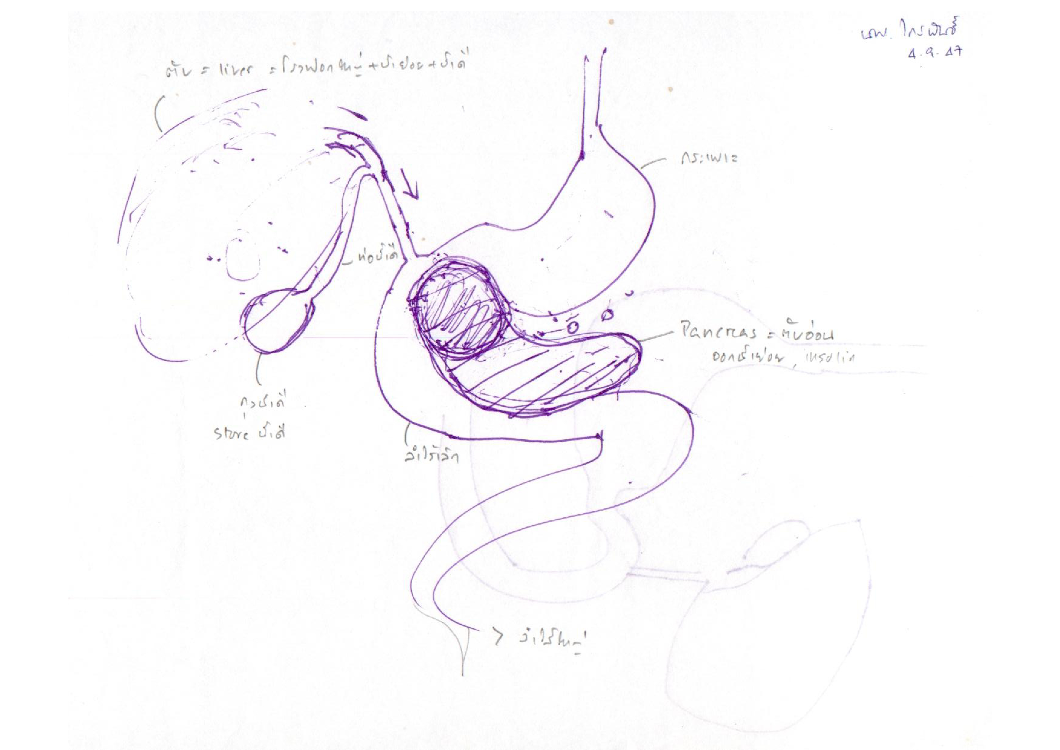 ภาพวาดและคำอธิบายตำแหน่งก้อนเนื้อ (มะเร็งตับ)