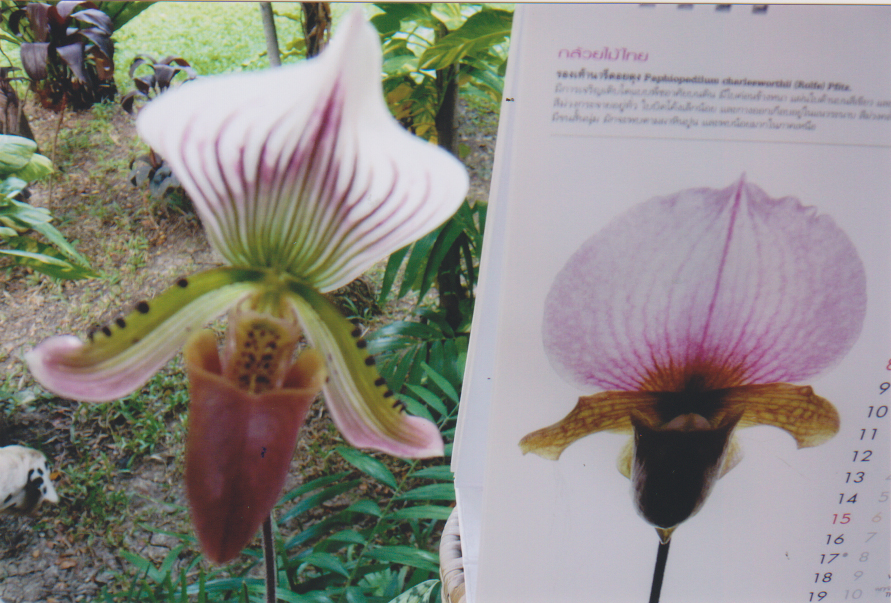 กล้วยไม้รองเท้านารีดอยตุง