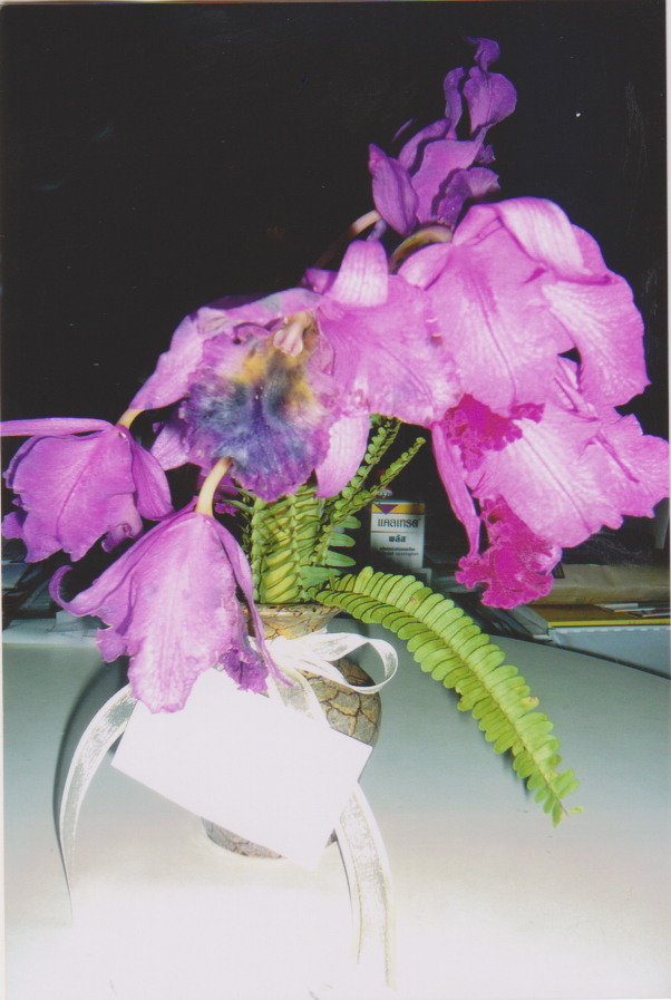 ดอกไม้เยี่ยมไข้ (1)