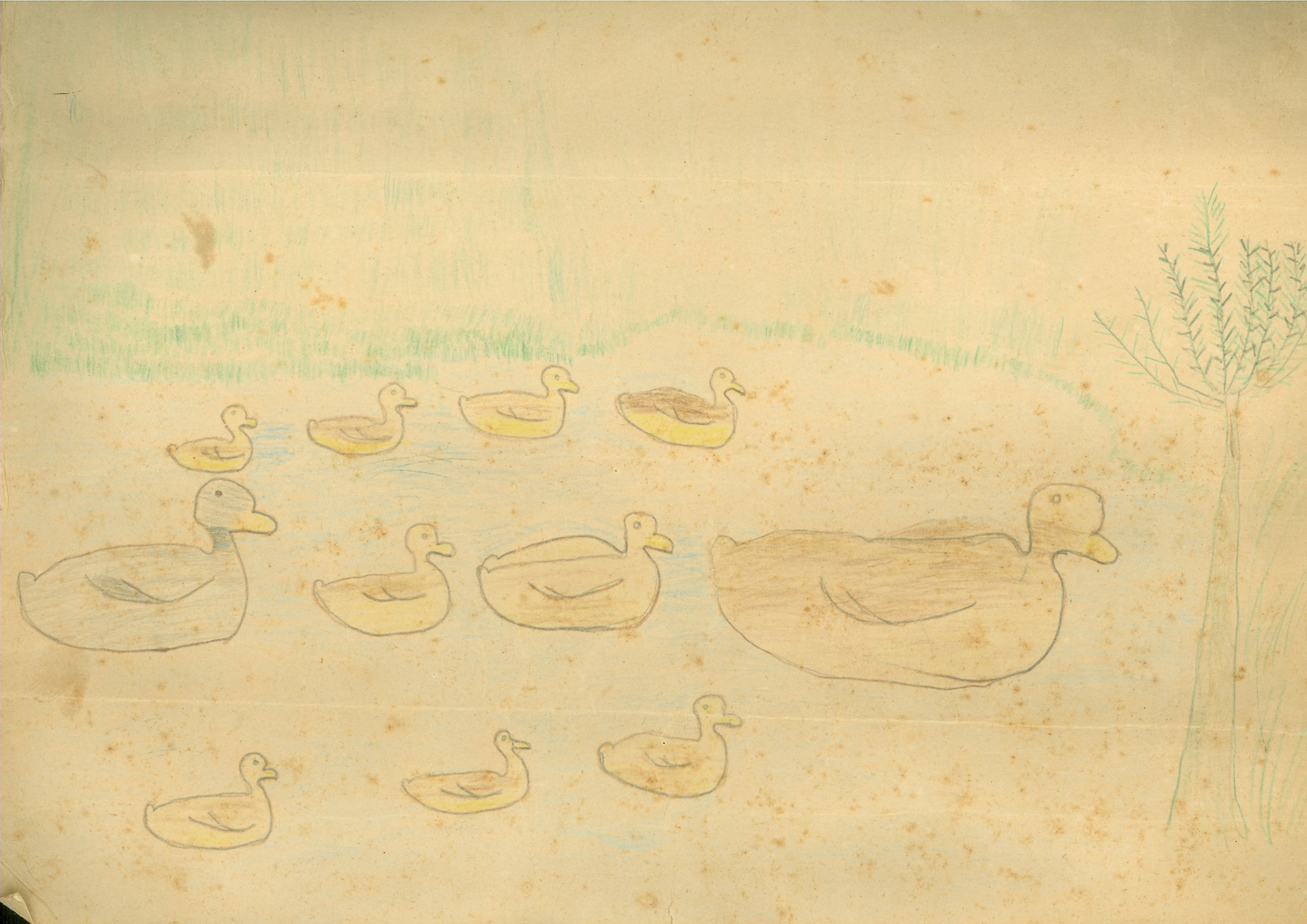 เป็ดว่ายน้ำ