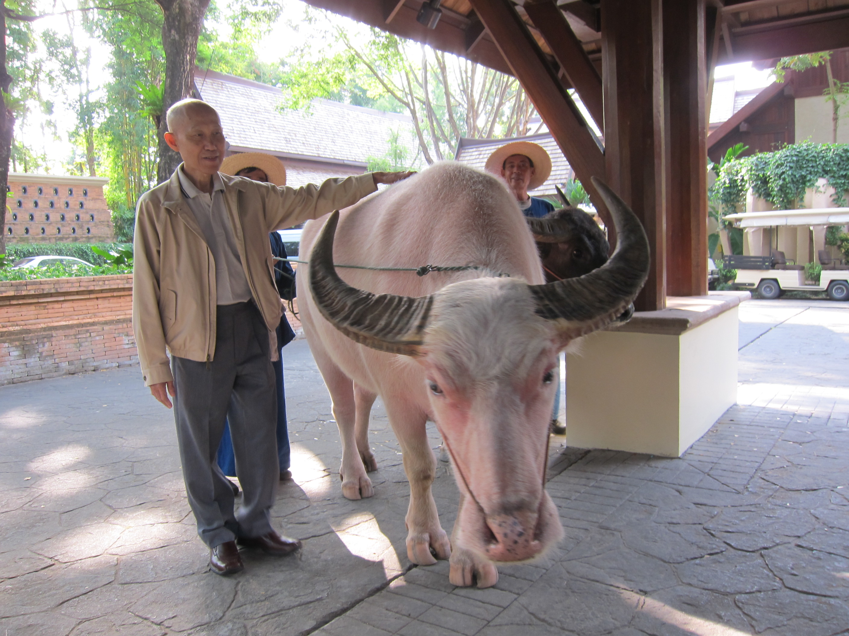 คนรักควาย