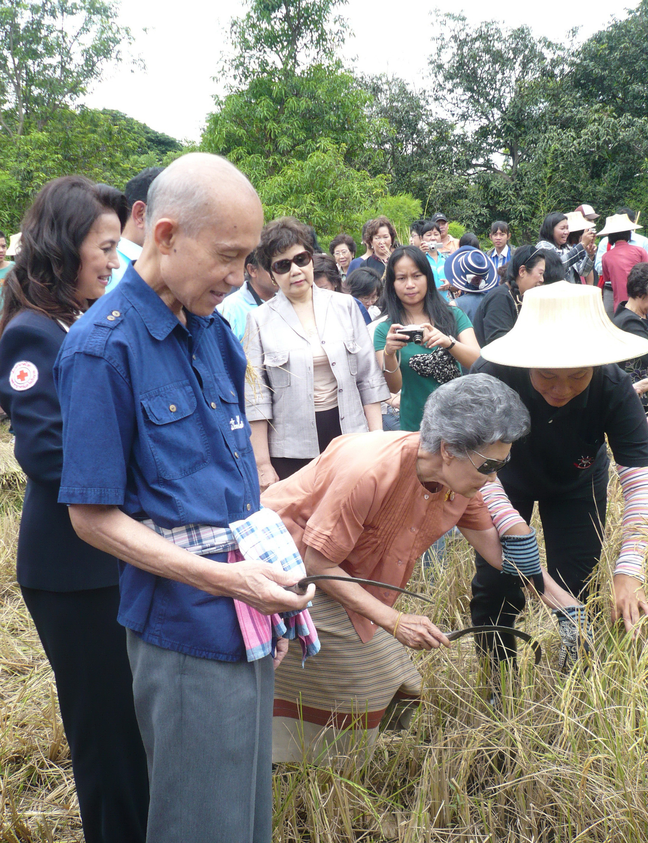 เกี่ยวข้าว